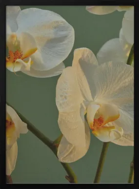 59 - Stretched Canvas, Poster or Fine Art Print