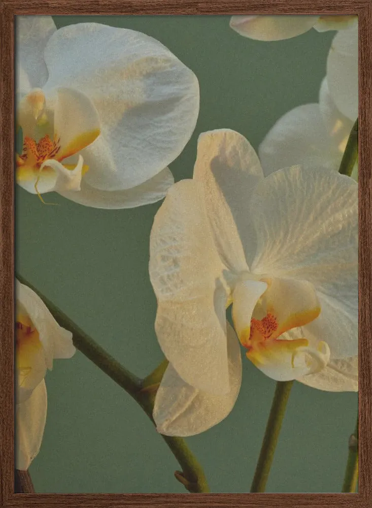 59 - Stretched Canvas, Poster or Fine Art Print