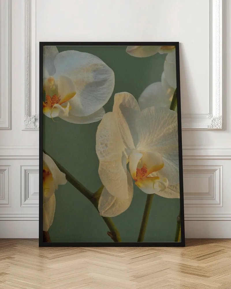 59 - Stretched Canvas, Poster or Fine Art Print