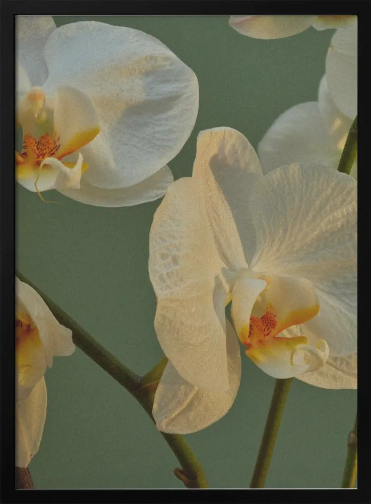59 - Stretched Canvas, Poster or Fine Art Print