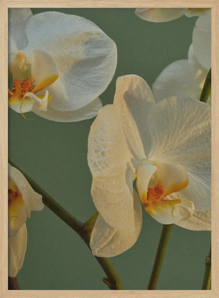 59 - Stretched Canvas, Poster or Fine Art Print