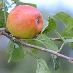 Apple Kerry Pippin