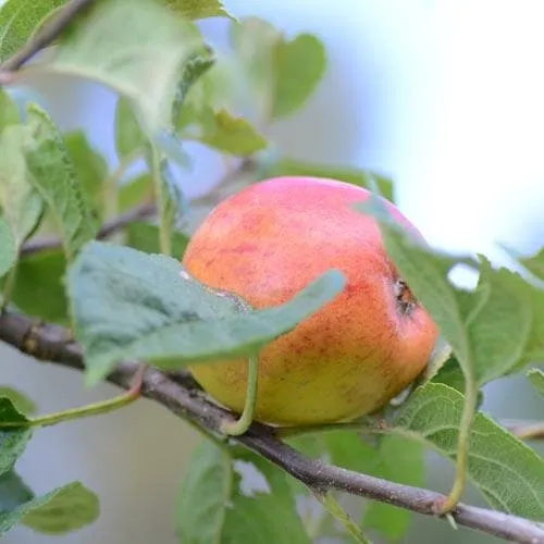Apple Kerry Pippin