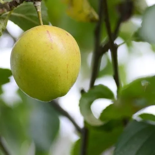 Apple Kerry Pippin