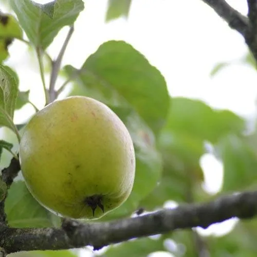 Apple Kerry Pippin