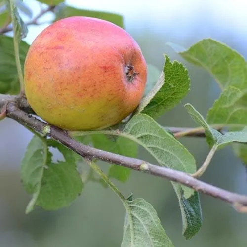Apple Kerry Pippin