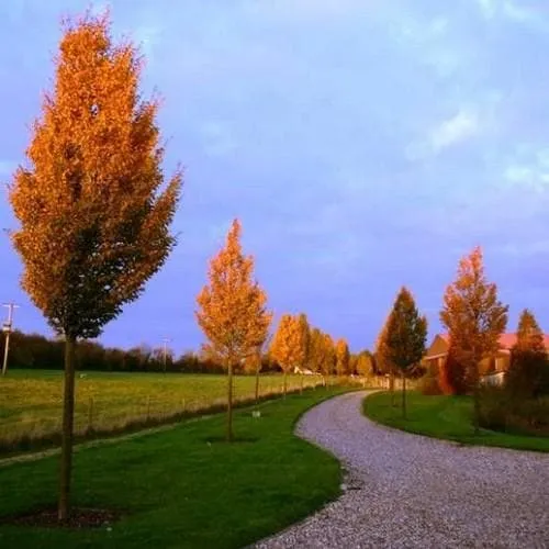 Carpinus betulus Frans Fontaine