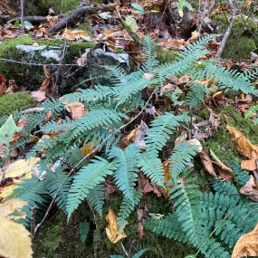 Christmas Fern - Polystichum acrostichoides