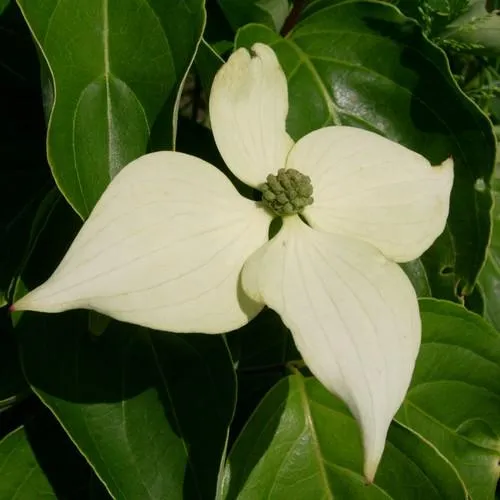 Cornus kousa John Slocock - Chinese Dogwood