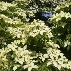 Cornus kousa John Slocock - Chinese Dogwood
